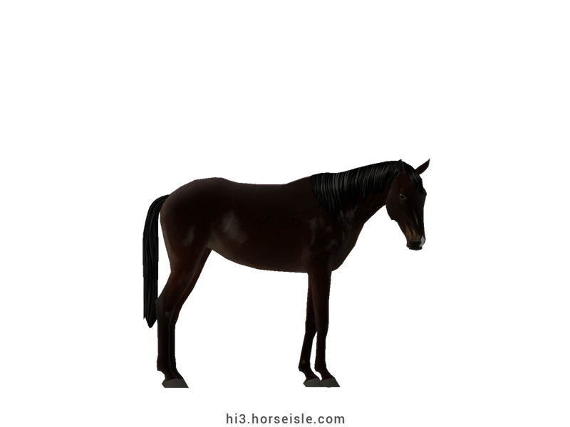 Namib Desert Horse Sooty Dark Brown Coat